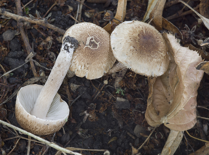 Inocybe curvipes